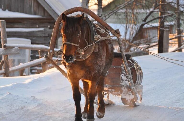 Конь в упряжке Конь в упряжке