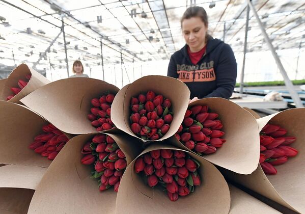 Сотрудница упаковывает букеты цветов к празднику 8 Марта в оранжерее муниципального предприятия Управление зеленого строительства в Красноярске