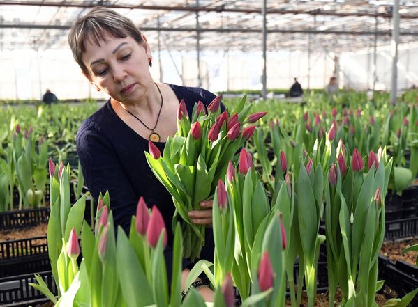 Сотрудница срезает цветы к празднику 8 Марта в оранжерее муниципального предприятия Управление зеленого строительства в Красноярске