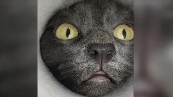 Любопытный кот из Сибири стал звездой Сети