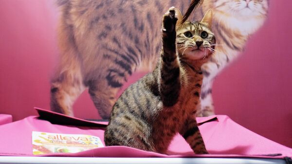 Кошка породы бобтейл на международной выставке Кэтсбург в выставочном центре Крокус Экспо в Красногорске