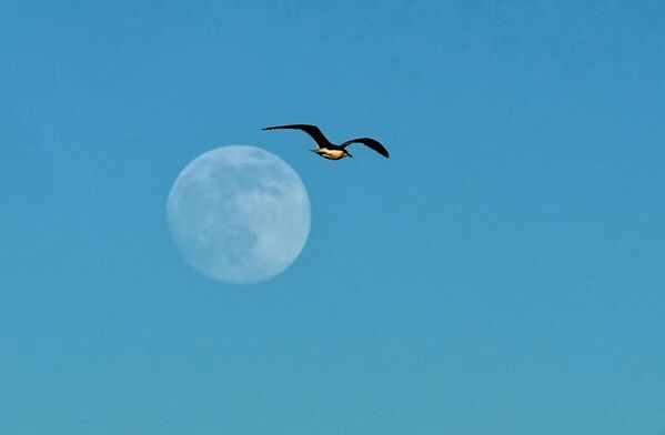 Чайка и луна над Финским заливом в Петергофе