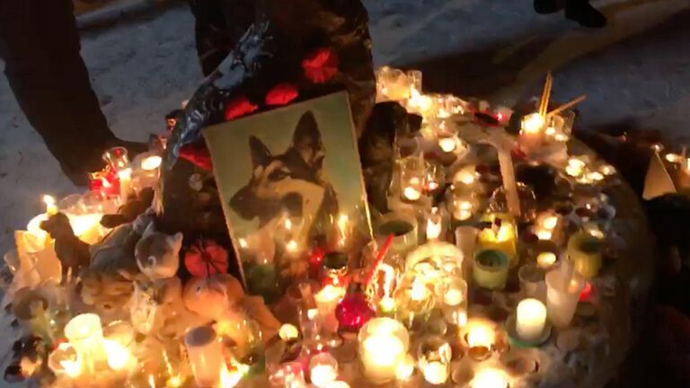 Памятник бездомной собаке и щенку. Стоп-кадр из видео Памятник бездомной собаке и щенку. Стоп-кадр из видео