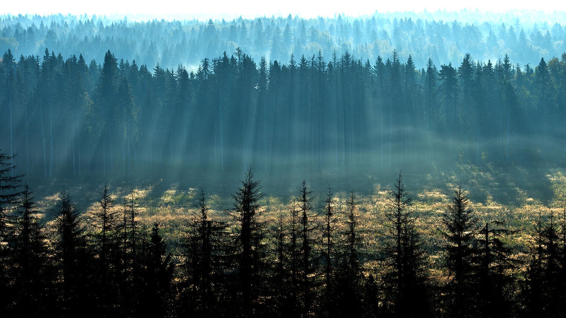 Хвойный лес с высоты