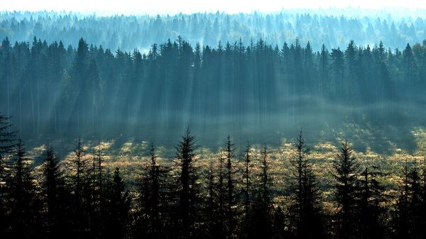 Вид на леса Московской области с высоты птичьего полета