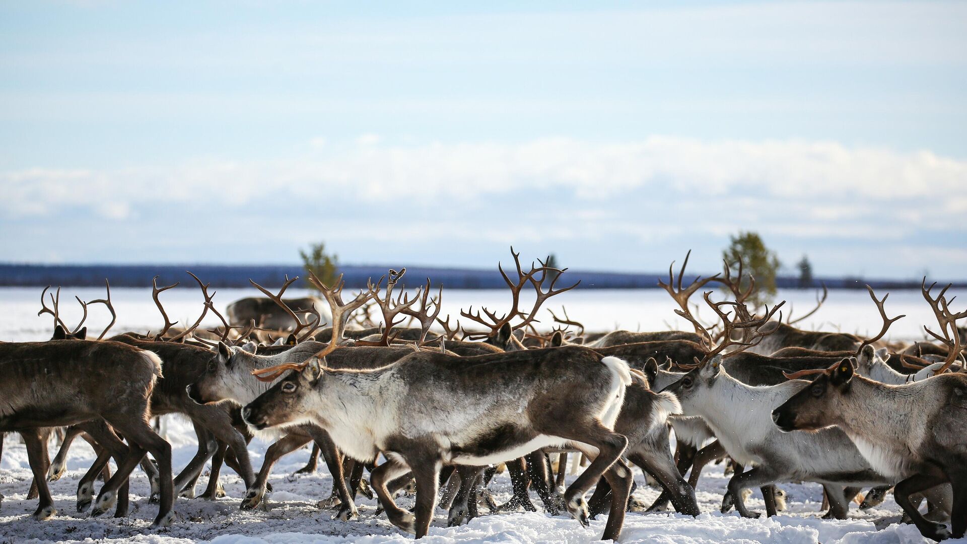 На Ямале зафиксировали рост численности лосей и диких северных оленей