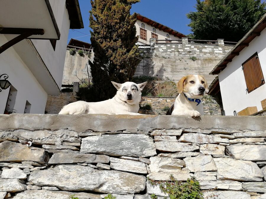 Греция, Собаки в деревне Макриница