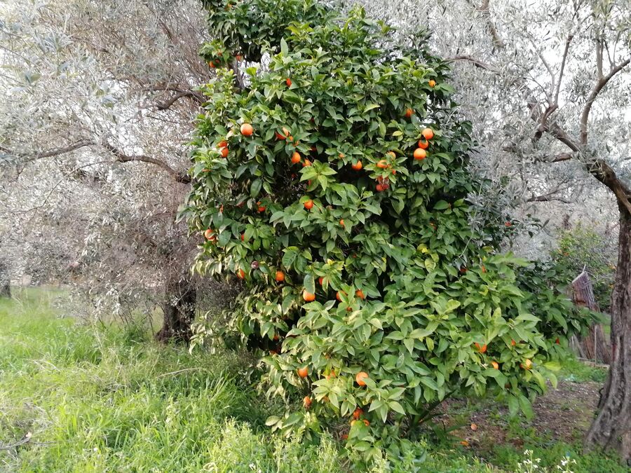 Греция, Фессалия, апельсиновые и оливковые деревья