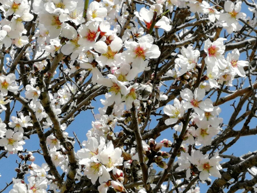 Греция, Фессалия, там в марте цветет миндаль 