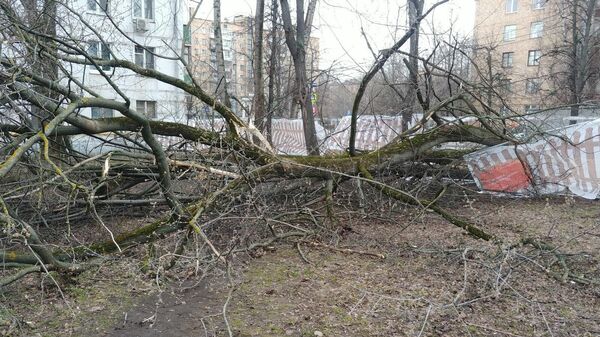 На Бойцовой улице в Москве из-за сильного ветра упало дерево. 13 марта 2020
