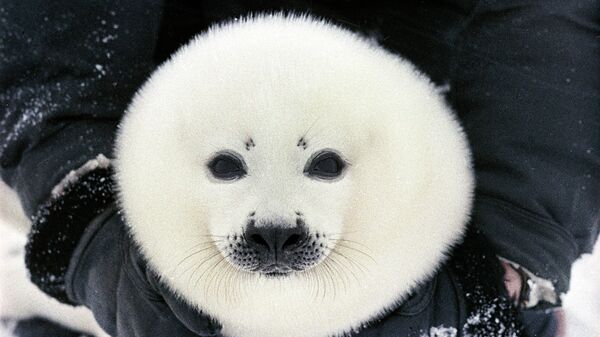 Белек, детеныш гренландского тюленя