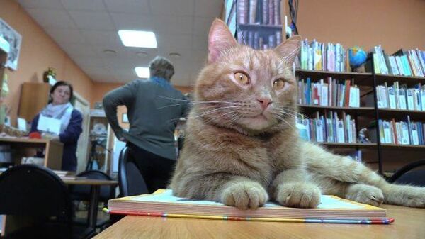 Работать он любит: кот-интеллектуал зачислен в штат библиотеки