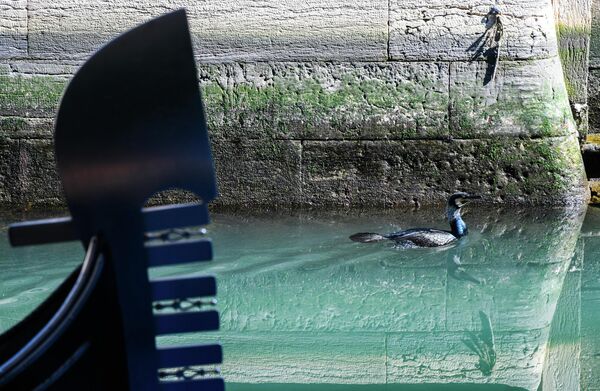 Птица плавает в канале Венеции