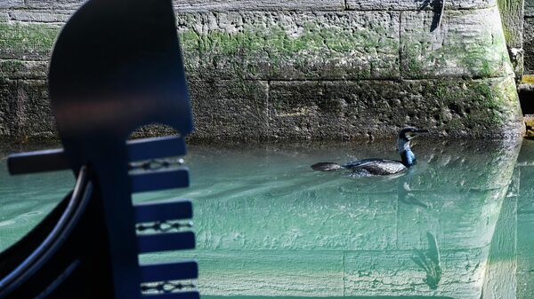 Птица плавает в канале Венеции