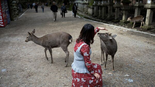Девушка с оленями в парке города Нара, Япония