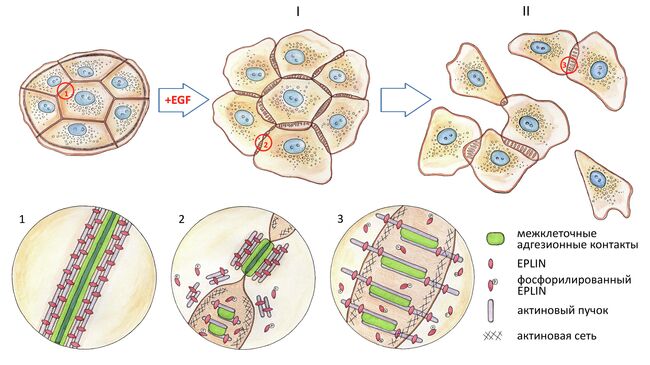 Схема перехода клеток в миграционную форму под действием эпидермального фактора роста