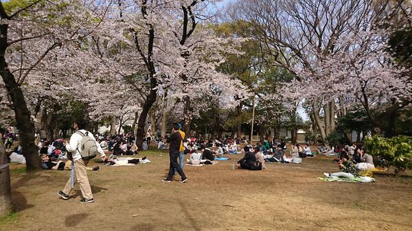 Люди наблюдают за цветением сакуры в Токио 