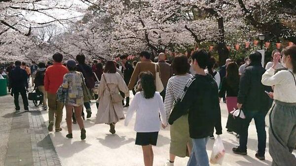 В Токио горожане приходят в парк Уэно полюбоваться на цветение сакуры