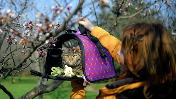 Девушка с котом в парке в Бухаресте
