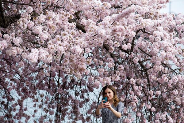 Девушка фотографируется с цветущей сакурой в Вашингтоне