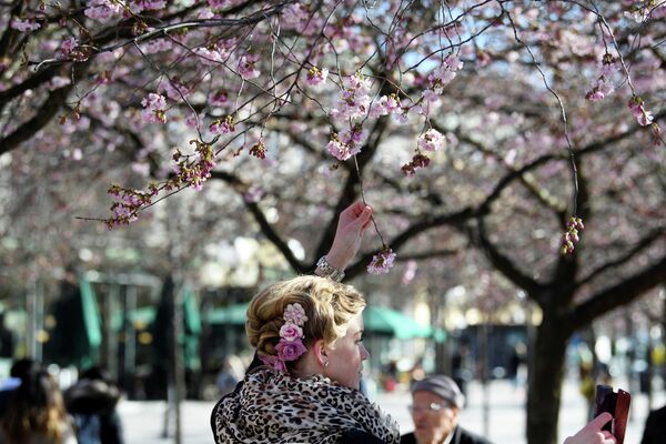 Посетительница фотографируется с цветущей сакурой в парке в Стокгольме