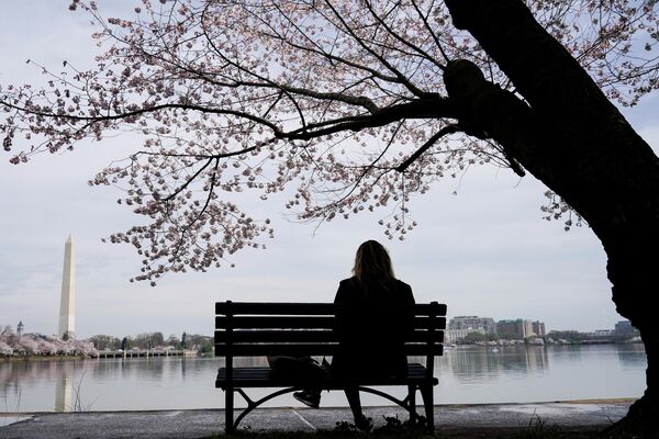 Девушка сидит возле сакуры в Вашингтоне