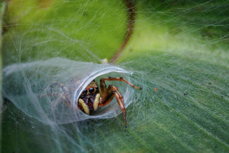 Jesslyn Saw. Работа победителя конкурса Nature TTL Photographer of the Year 2020