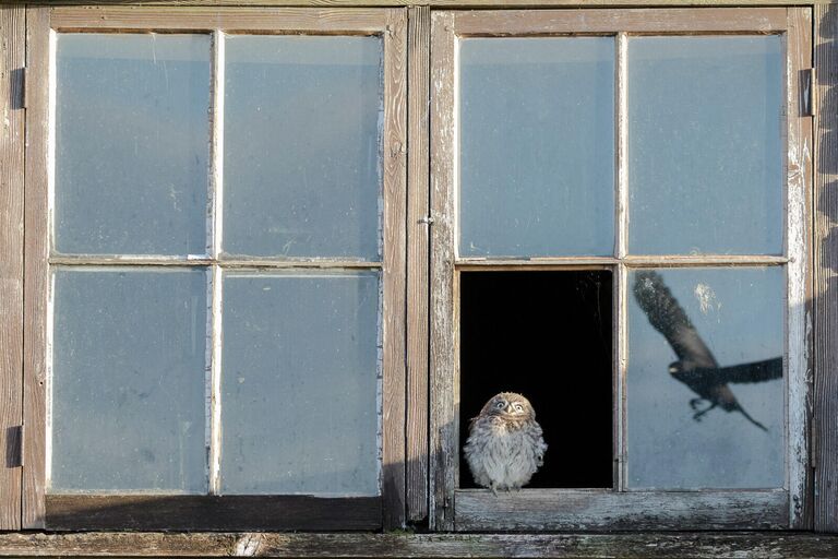 Paul Holman. Работа победителя конкурса Nature TTL Photographer of the Year 2020