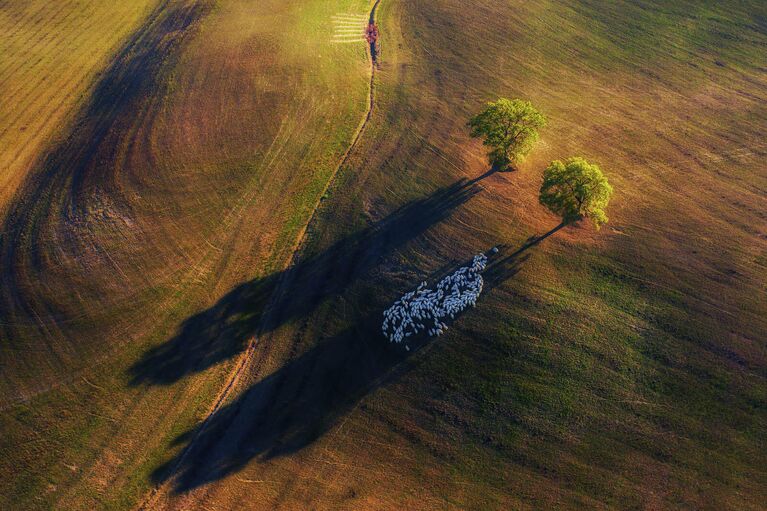 Marek Biegalski. Работа победителя конкурса Nature TTL Photographer of the Year 2020