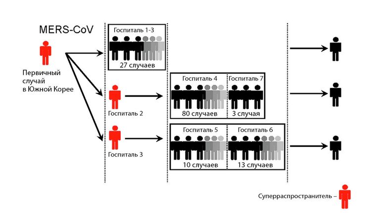 Роль суперраспространителей при заболевании MERS-CoV