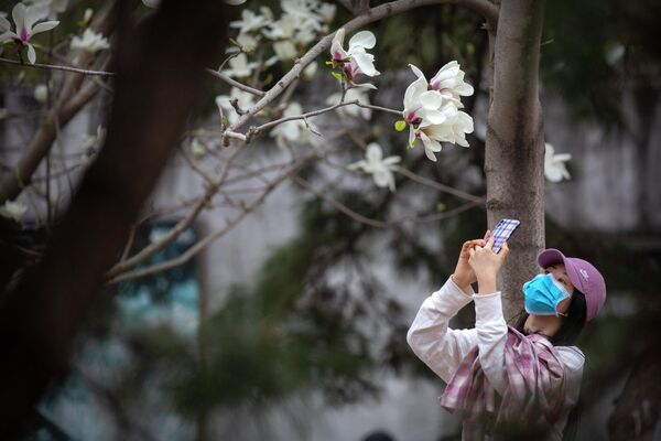 Цветение сакуры в Пекине 