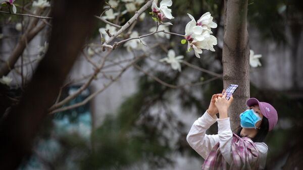 Цветение сакуры в Пекине 