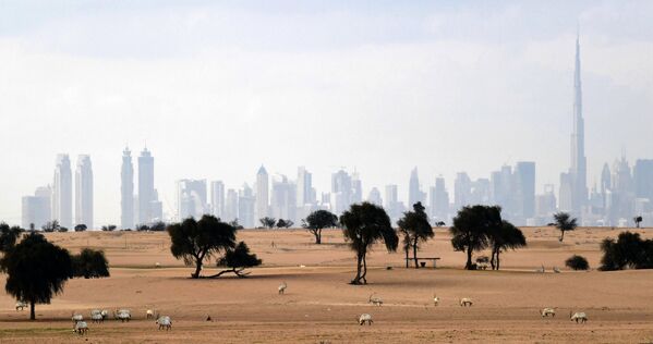 Белый орикс в пустыне на фоне панорамы города Дубай в Объединенных Арабских Эмиратах