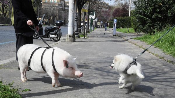 Женщина выгуливает свою свинью по имени Диор в районе Тестаччо в Риме, Италия. 21 марта 2020 года