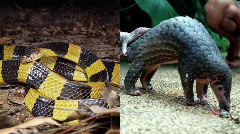 Ленточный крайт и панголин с детенышем