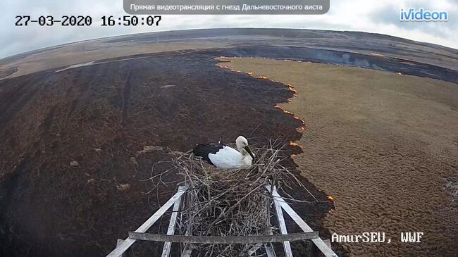 Аисты переживают первую волну пожаров в Приамурье