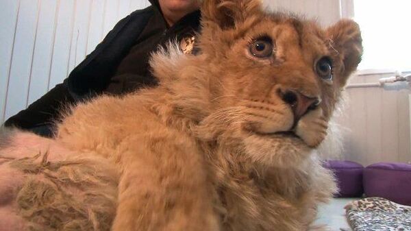 Жертва фотоиндустрии: челябинский ветеринар спасает львенка