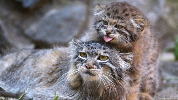 Самка манула со своим котенком Самка манула со своим котенком