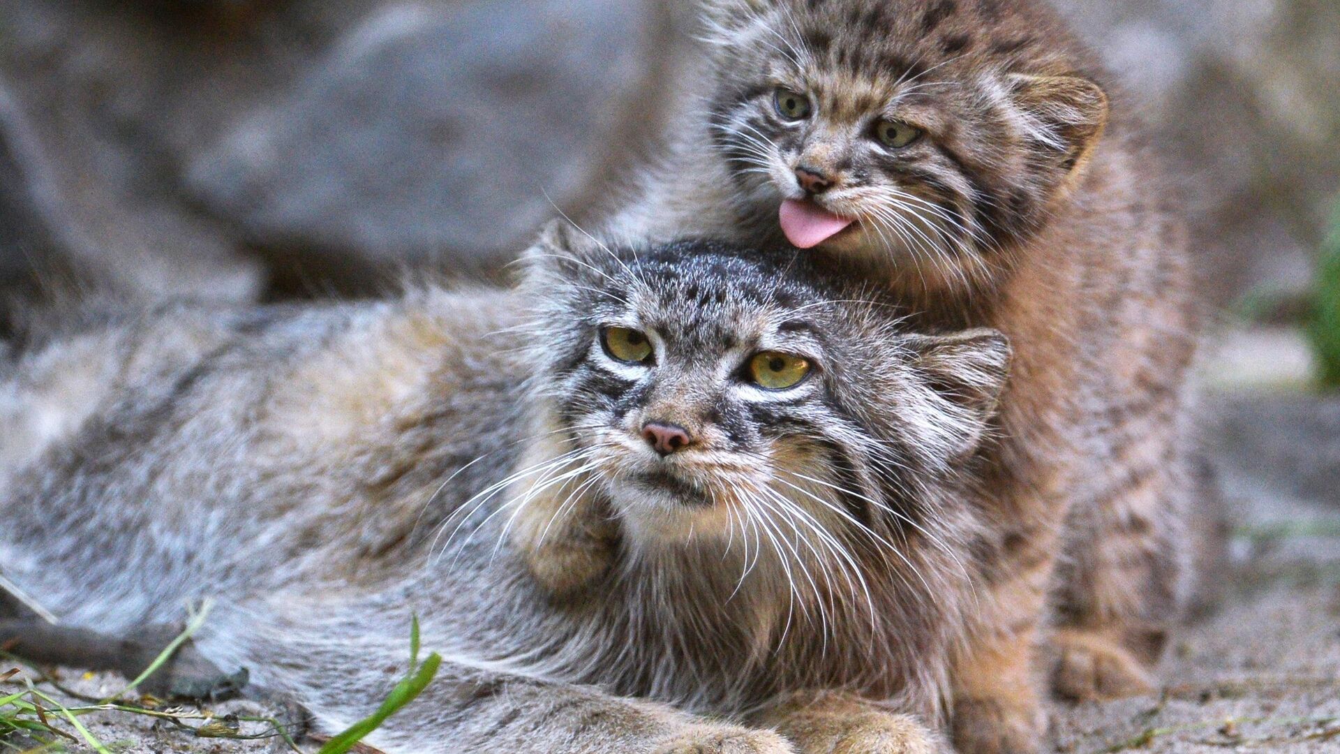 Раскраски диких животных