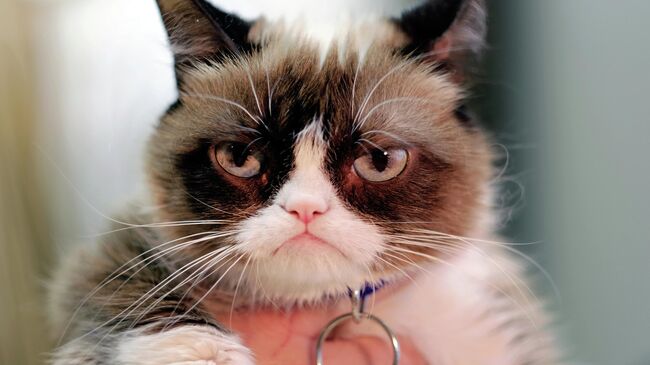 Сердитый кот (Grumpy Cat)