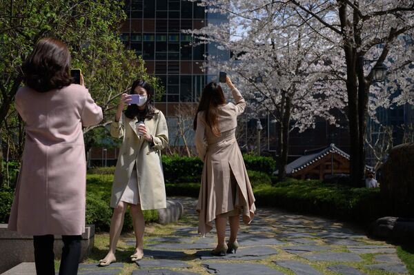 Девушки фотографируются с цветущими деревьями в центре Сеула 