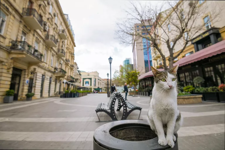 Кошка на опустевшей улице города Баку Кошка на опустевшей улице города Баку