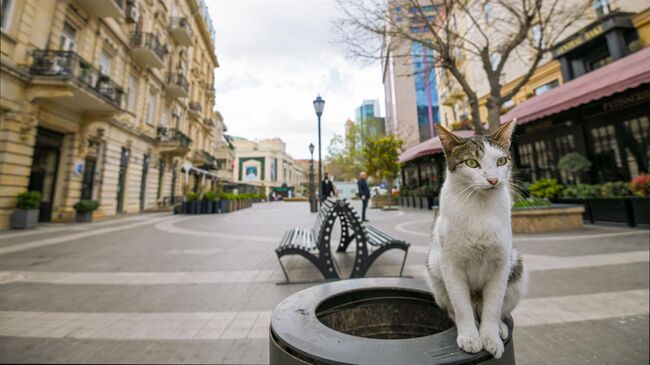 Кошка на опустевшей улице города Баку