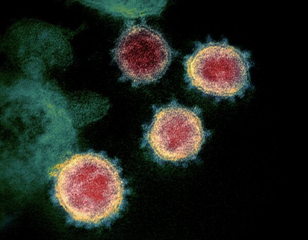 Российские ученые показали, как выглядит коронавирус под микроскопом.