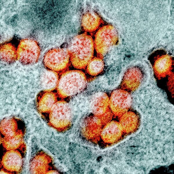 Коронавирус под микроскопом