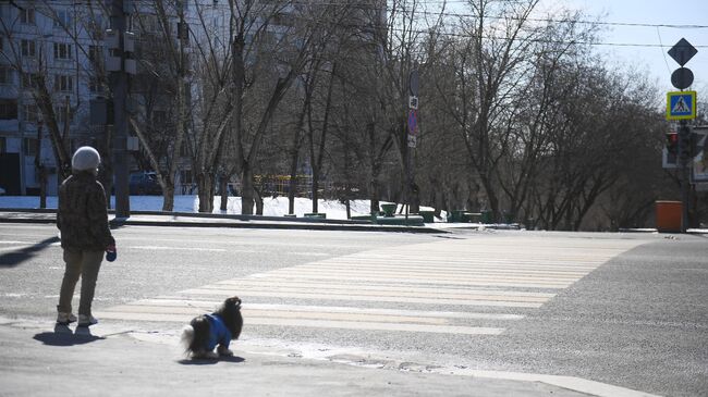 Выгул домашних питомцев во время режима самоизоляции в Москве