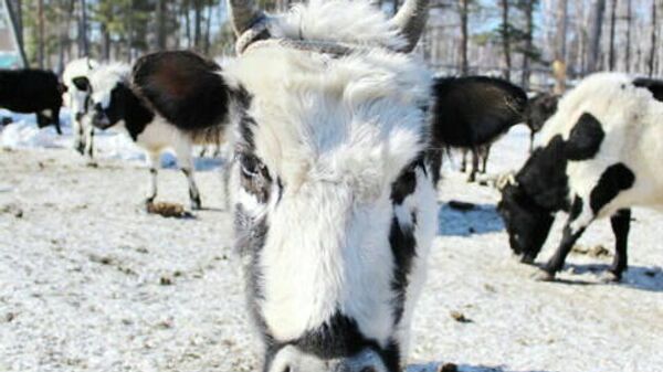 Корова якутской породы