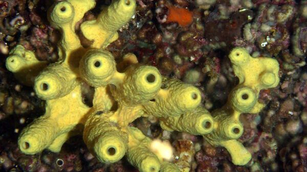 Культивируемая в Адриатическом море морская губка Aplysina aerophoba – источник бромтирозинов и хитина