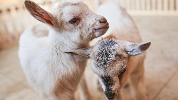 Зааненские козлята, родившиеся на Городской ферме ВДНХ