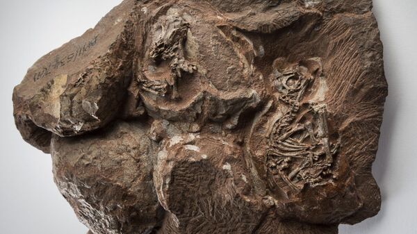 Одна из древнейших в мире находок эмбрионов динозавра возрастом около 200 миллионов лет, обнаруженная в 1976 году в Национальном парке Голден Гейт, Южная Африка